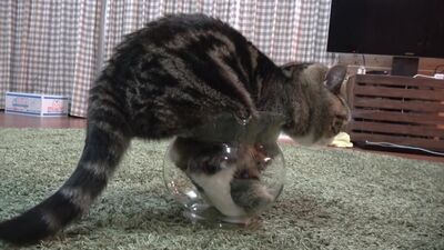 Толстый кот пытается поместиться внутри аквариума - это так мило и уморительно