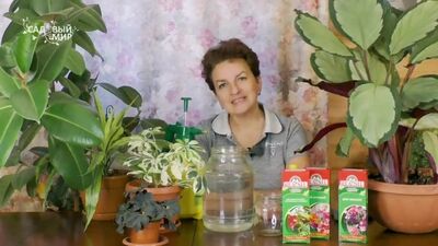 ДИФФЕНБАХИЯ И БЕГОНИЯ - МОДНЫЙ ТРЕНД 2020! Самые красивые комнатные цветы с декоративными листьями.