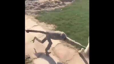 Макака - доставака