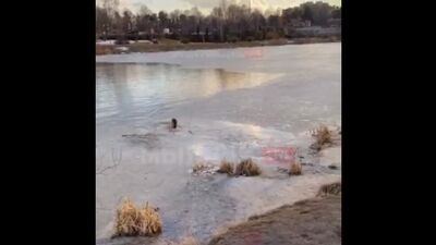 В Мытищах мать троих детей, педиатр и детский гастроэнтеролог Алина вытащила из-под льда собаку
