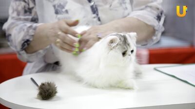 Глазами животных, выпуск 279 (Оценка кошек на выставочном ринге - приятная, но ответственная работа)