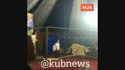 Цирковая львица напала на девочку