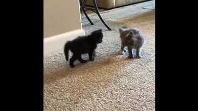 Дед с батей сцепились по пьяни и испортили всем праздник