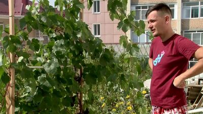Миасцы собирают урожай винограда