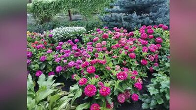 ЦВЕТОЧНЫЙ КОВЕР КАК В СКАЗКЕ _ Лучшие сорта цинний в одном видео!