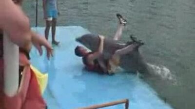Дельфин насилует человека!