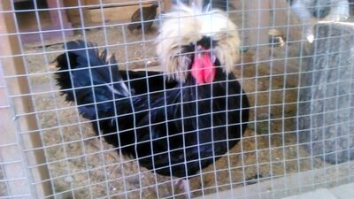 Одинокий бродяга любви