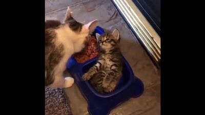 Наелся и спит