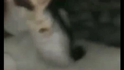 Video by chmonya the cat | чмоня кот