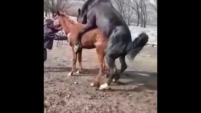 Секс конь лошадь зоо