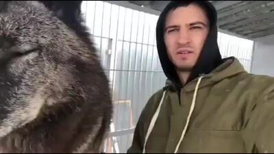 Канадский волк. Самый большой волк.