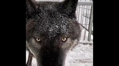 Канадский Волк Акела..