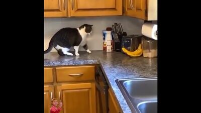 Кот суету наводит