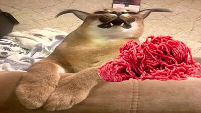 Кот рассказывает как готовить пельмени (шлепа мем).mp4