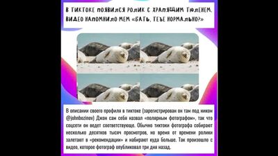 В тиктоке появился ролик с храпящим тюленем. Видео напомнило мем «Бать, тебе нормально?»