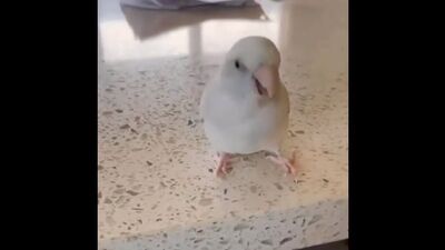 Video by freedom (Фридом) Воронеж