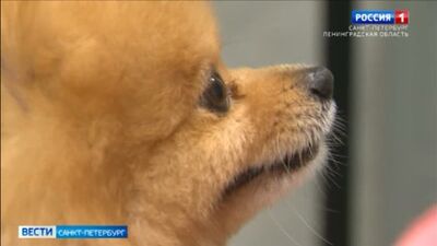 Video by Государственная ветеринарная клиника СПб