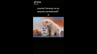 Я русский / мем / котенок