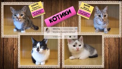 [А ну-ка Давай-ка] кот Малыш, котенок Мурка, кролик Баффи в рубрике ВОПРОС ОТВЕТ ! А НУ КА ДАВАЙ КА ПОКАЗЫВАЕТ ЛИЦО !