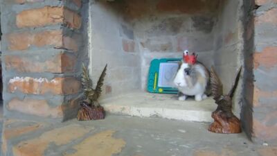 [А ну-ка Давай-ка] ЛЕДИ БАФ И СУПЕР-КОТ МАЛЫШ В ПОИСКЕ КНИГИ! КРОЛИК БАФФИ И КОТ МАЛЫШ ИГРАЮТ в LadyBug and Cat Noir