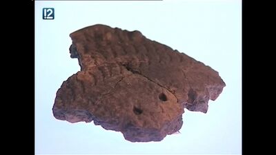 Омичам показали костяной доспех, обнаруженный на раскопках «Стоянки Омской»