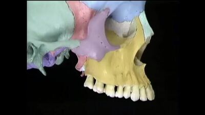 Видеоатлас Акланда. Фильм 4, часть 2. Лицевой скелет и основа черепной части