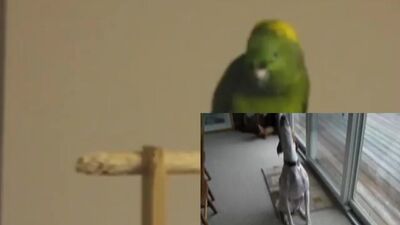 Foster The People - Pumped Up Kicks (Animal Cover) [only_animal_sounds]