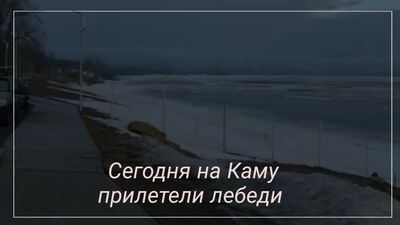 На Каму прилетели лебеди