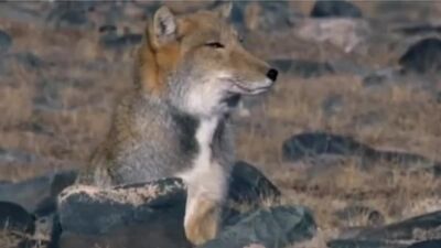 Животный Мир _ Снюсовый Лис