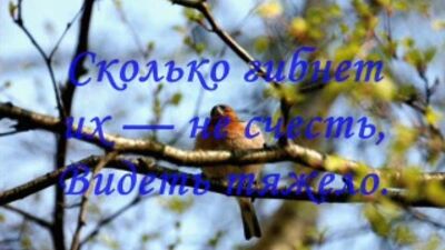 Покормите птиц зимой