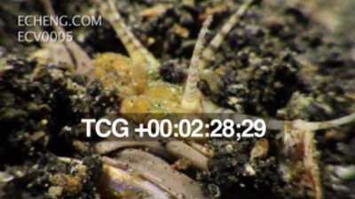 Eunice aphroditois — это хищный морской многощетинковый червь. Обитает на океанском дне, на глубине 10-40 метров, в тропических водах. Длина взрослой особи достигает 2-3 метров.