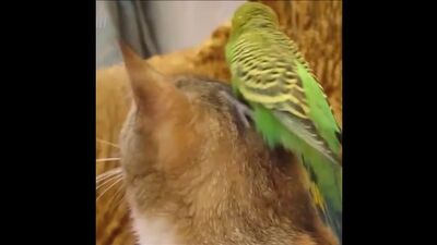 Video by Жако роллы и пицца Тольятти | Доставка