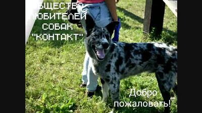 Любители собак города Черемхово " КОНТАКТ "