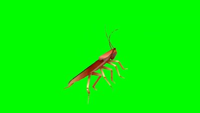 Dancing Roach Green Screen - 1080P.mp4