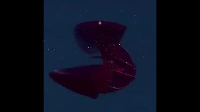 A mesmerising bloody-belly comb jelly. It lives in the the mesopelagic zone of the ocean, where there is no light.