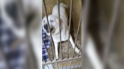 Аврора имеет огромный долг за передержку! Помогите!