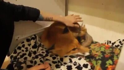 Агрессия лисы (этти, ecchi, эротика, аниме, хентай, anime, hentai, юри, порно, porn, лоли, erotic секс, пошлое, тян)