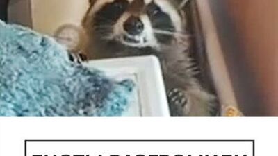 Еноты разгромили квартиру хозяйки