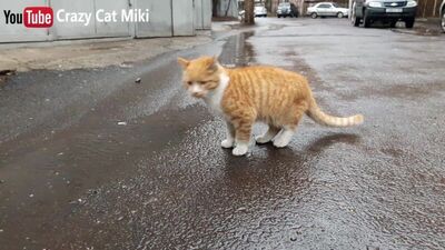 Желтая кошка мяуканье 10 минуты видео играет кошки видео yellow cat meowing 10 MINUTES OF FUNNY CATS