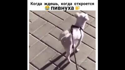 Собака супер