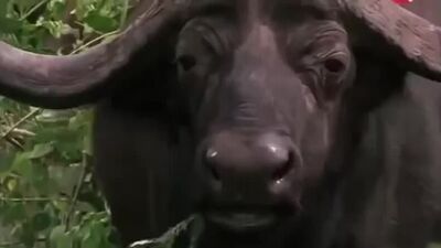 Африка. Мир животных. Буйволы. Документальный фильм