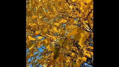 Колтушская возвышенность