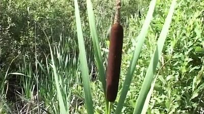 Деревенский трах-похоть трех похотливых молодых русских мамочек