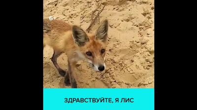 Лисёнок вышел к людям в Урюпинске — Москва 24