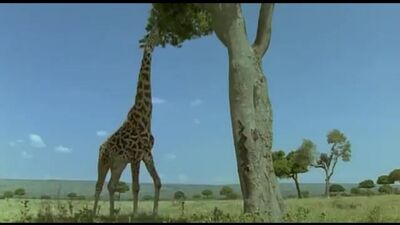 Ребятам о зверятах. Жираф