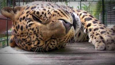 Леопарда гладят и он мурчит =)