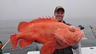 Алеутский морской Окунь