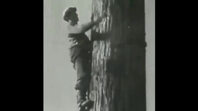 Как раньше рубили большие деревья rfr hfymit he,bkb ,jkmibt lthtdmz