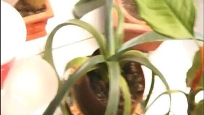 Девушка учиться принимать золотой дождь.