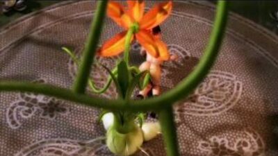 The Princess Has Come Of Age